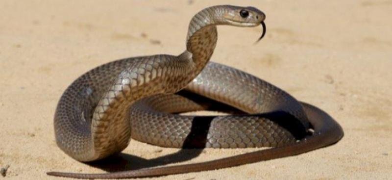 الثعبان في المنام عربيّةكوم Arrabiacom الثعبان في المنام